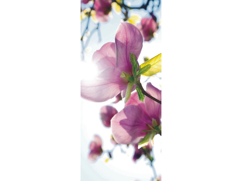 Fototapeta vliesová Květiny ve slunci 90 x 202 cm