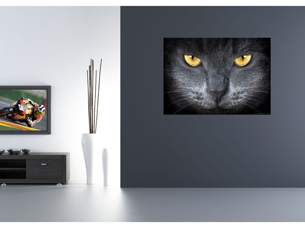 Fototapeta vliesová Kočičí oči 160 x 110 cm
