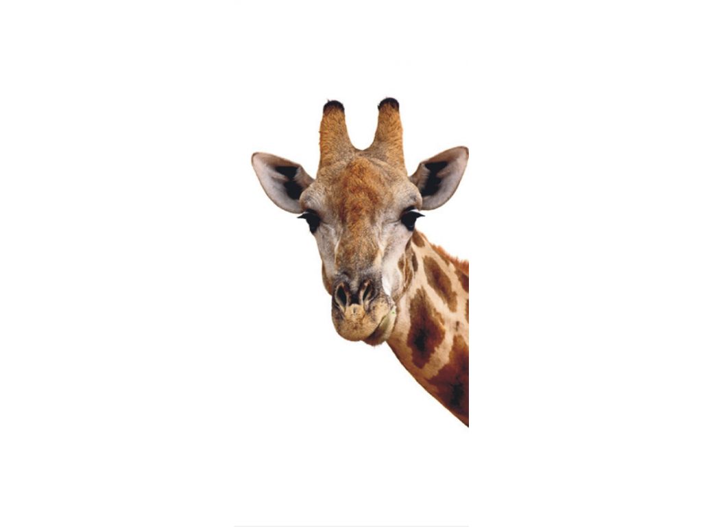 Fototapeta vliesová Žirafa 90 x 202 cm
