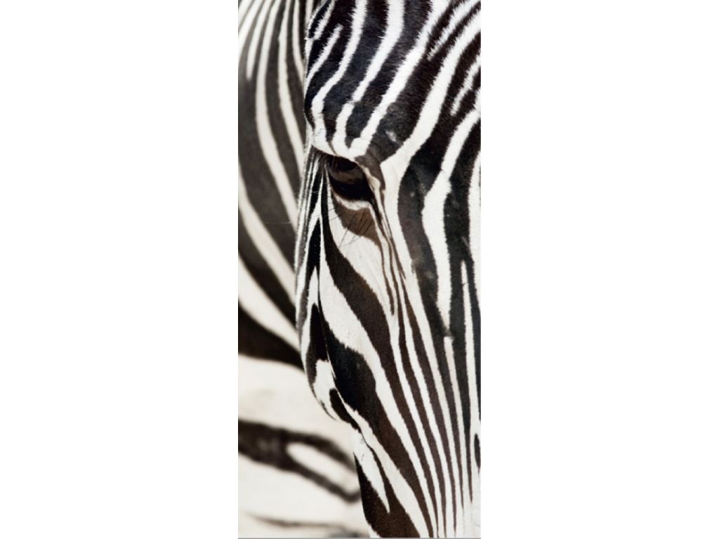 Fototapeta vliesová Zebra 90 x 202 cm