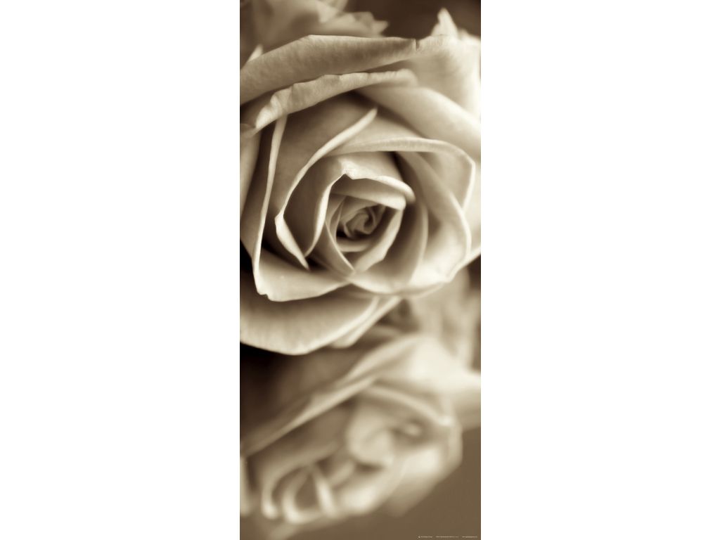 Fototapeta vliesová Růže černobílá 90 x 202 cm