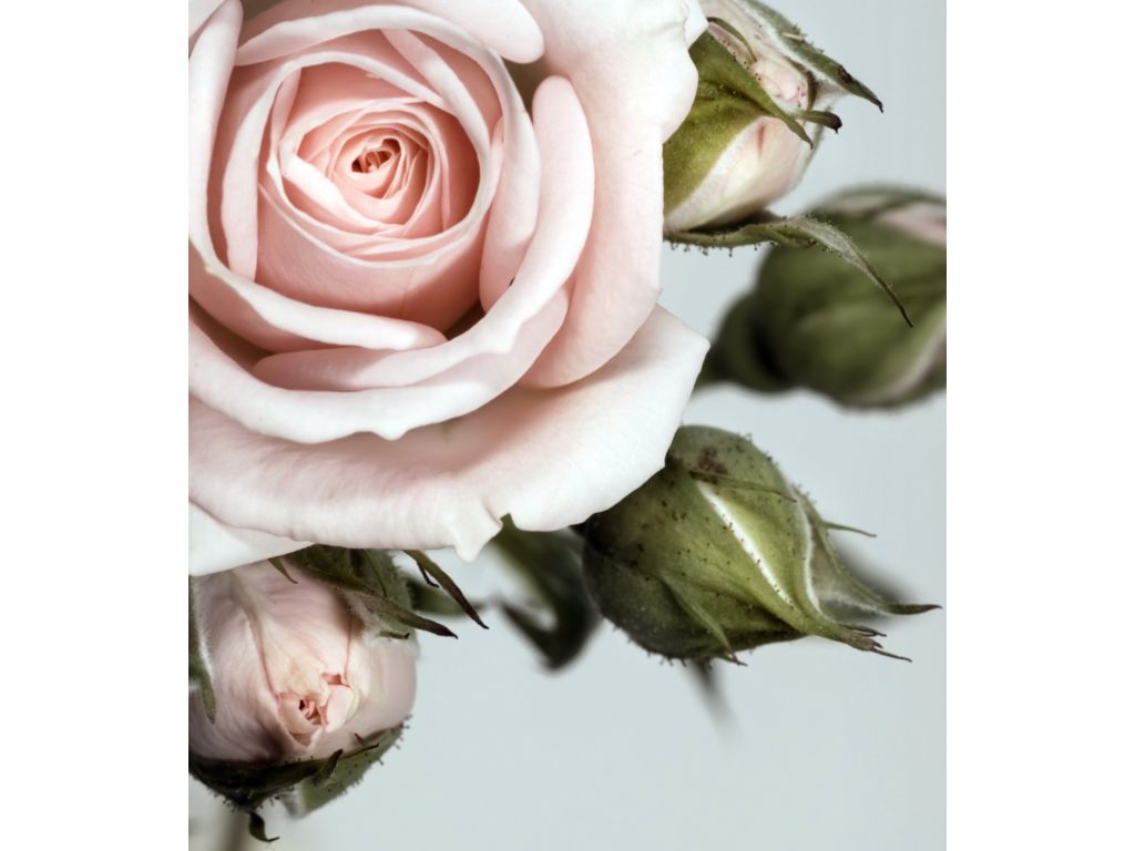 Fototapeta vliesová Růže s poupaty 180 x 202 cm