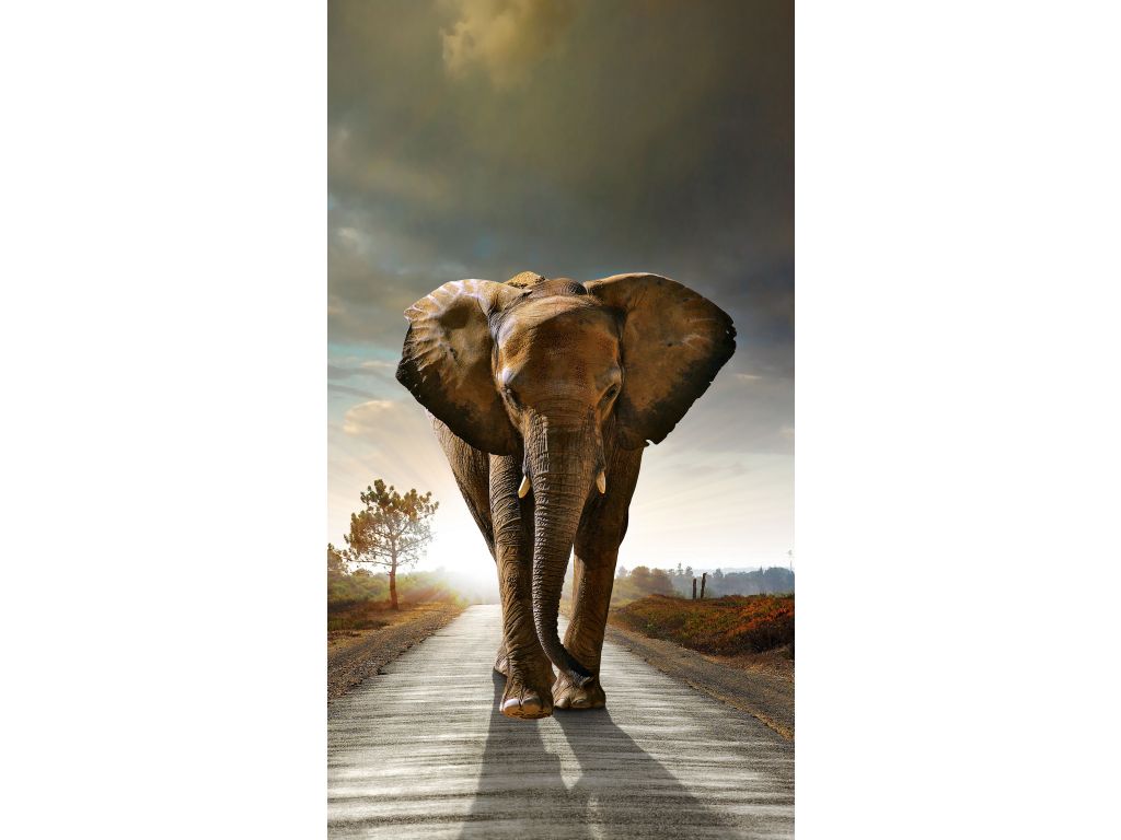 Foto závěs Slon 140 x 245 cm, úplné zastínění