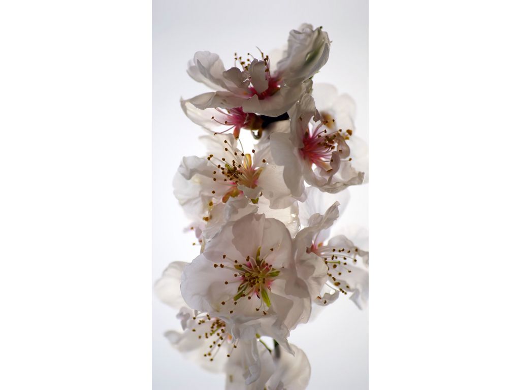 Foto závěs Květiny 140 x 245 cm, lehké zastínění