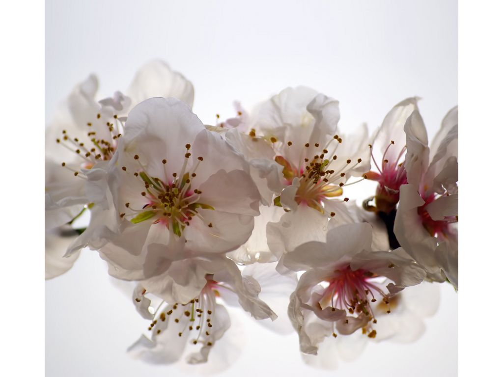 Foto závěs Květiny 280 x 245 cm, lehké zastínění