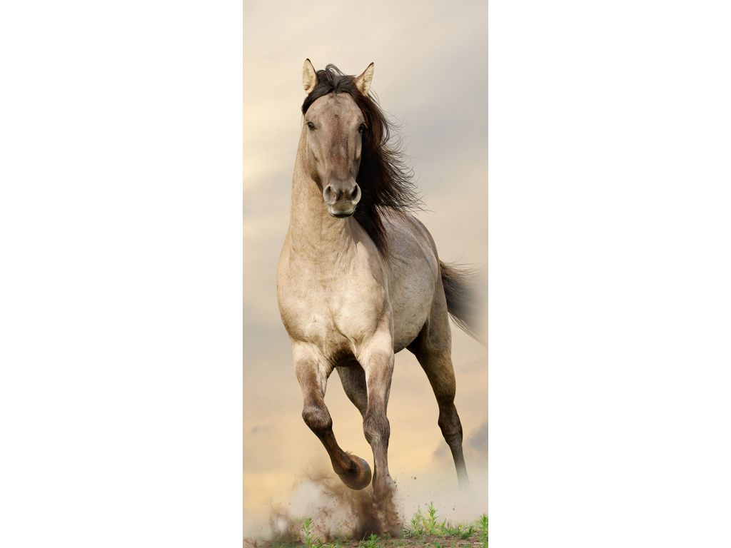 Fototapeta vliesová Běžící kůň 90 x 202 cm