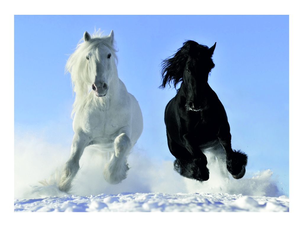 Fototapeta vliesová Bílý a černý kůň 160 x 110 cm