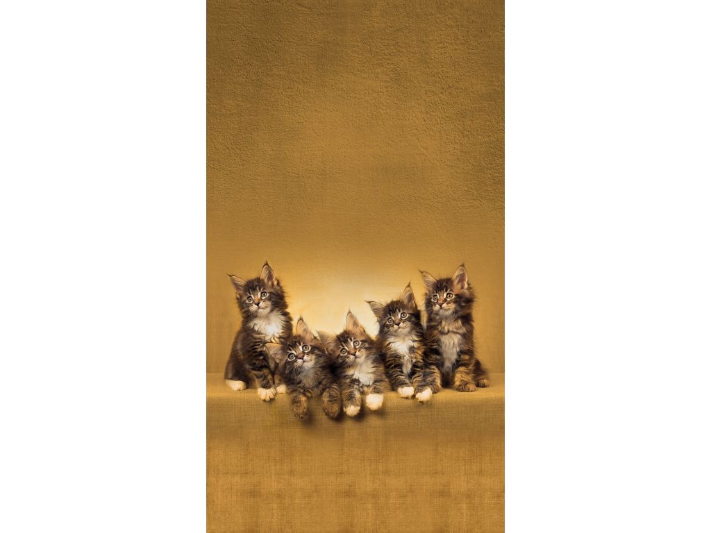 Foto závěs Kočky 140 x 245 cm, úplné zastínění