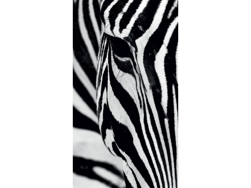 Foto závěs AG Design FCS L 7519 Zebra 140 x 245 cm, lehké zastínění