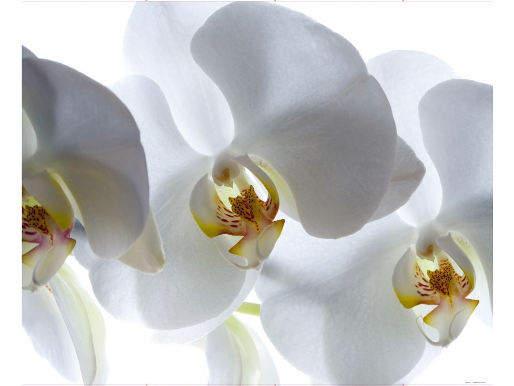 Vliesová fototapeta AG Design FTN XXL 0466 Bílá orchidej 360 x 270 cm