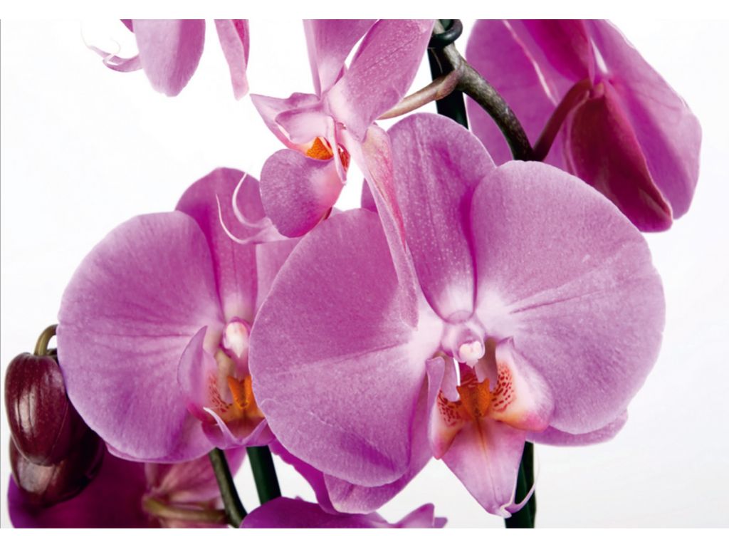 Fototapeta AG Design FTS 0049 Fialová orchidej 360 x 254 cm