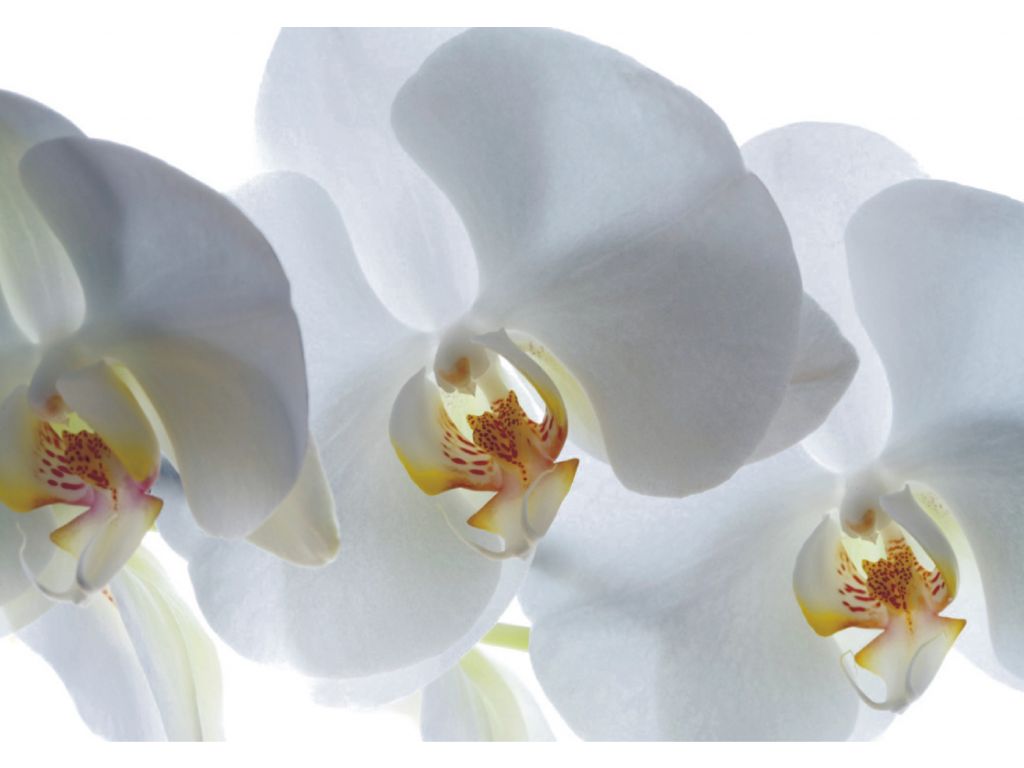 Fototapeta AG Design FTSs 0832 Bíla orchidej 180 x 127 cm