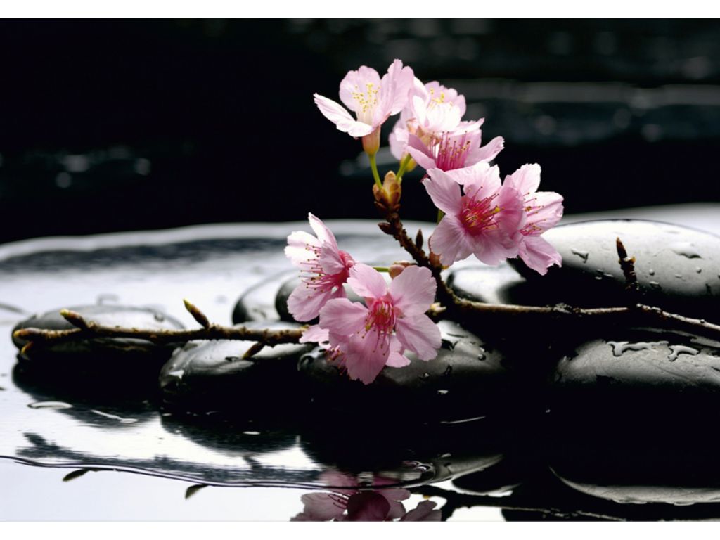 Fototapeta AG Design FTS 0185 Růžové květy na kameni 360 x 254 cm