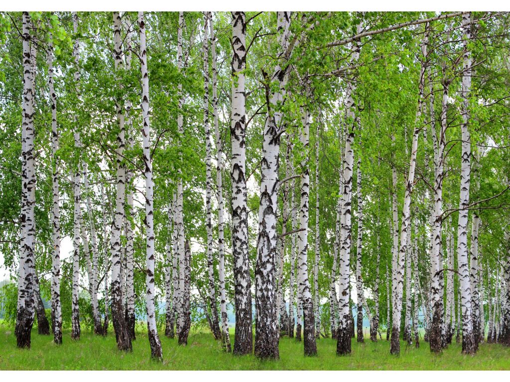 Vliesová fototapeta AG Design FTNS 2448 Březový les 360 x 270 cm
