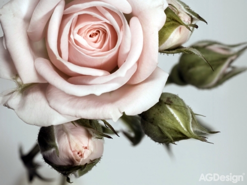 Fototapeta vliesová Růže 360 x 270 cm