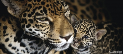 Fototapeta vliesová Leopardi 202 x 90 cm