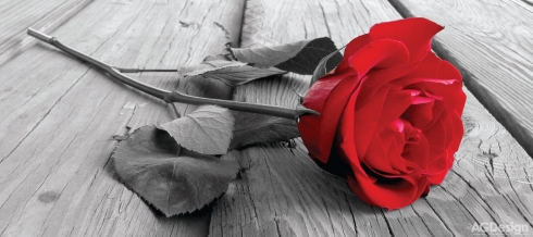 Fototapeta vliesová Červená růže 202 x 90 cm