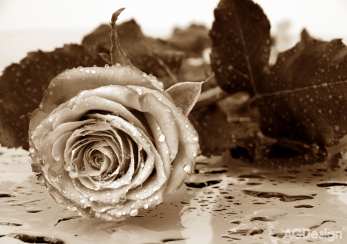 Fototapeta Černobílá růže 360 x 254 cm