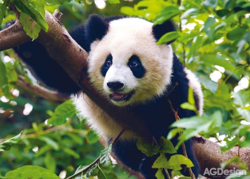 Fototapeta vliesová Panda 160 x 110 cm