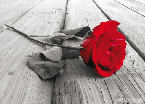 Fototapeta vliesová Rudá růže 160 x 110 cm