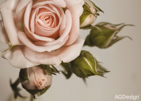 Fototapeta vliesová Růžová růže 160 x 110 cm